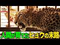 野生の母なきヒョウの子どもを救助！狩りの練習をして野生に帰れるか…人間が育てたゆえの悲劇【どうぶつ奇想天外／WAKUWAKU】
