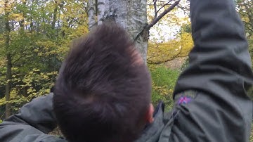 Tree identification for beginners - Downy Birch Vs Silver Birch