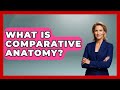 Unveiling the Secrets of Comparative Anatomy and Evolutionary Connections