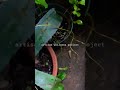 spearmint plants growing on the outdoor chimes #dailyshorts #video