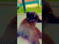 Propre mais affamé 😼 #cat #catvideos #kucing #trending