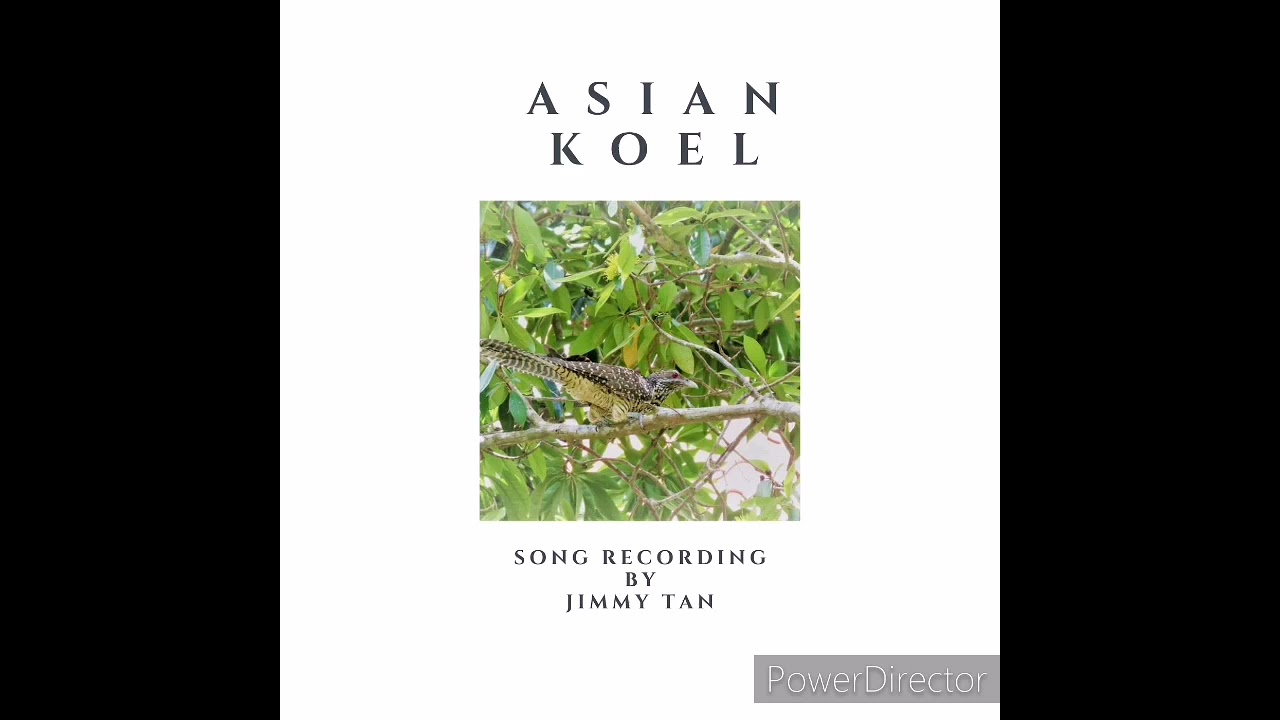 Asian Koel - Song Recording