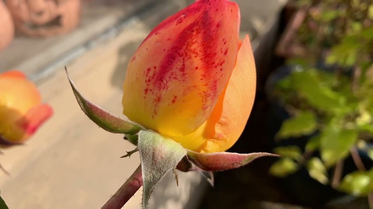 David Austin Rose - Lady Emma Hamilton