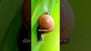 FAKTA UNIK SIPUT #shorts #animals #siput #snail #animal
