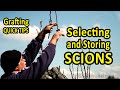 Quick Tips for Grafting | How to select, cut and store scions for grafting