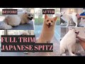 How To Trim A Dog's Hair - Japanese Spitz  |  Bunny TV の動画、YouTube動画。