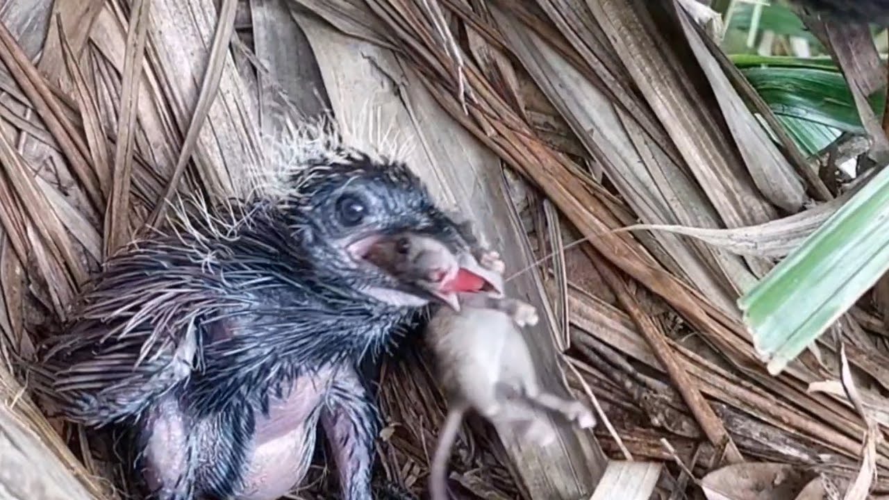 Adorable baby bird calling for the big breakfast