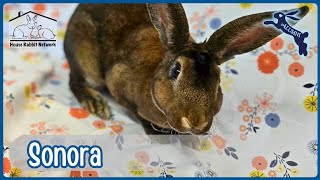 House Rabbit Networks Sonora