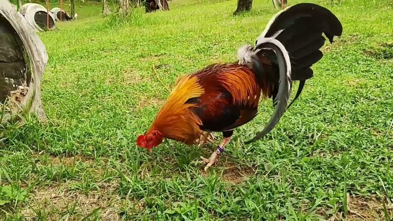 History of Lacy Roundhead