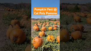 #CalPolyPomona #PumpkinFest #pumpkin #pumpkins #fall #halloween #spookyseason