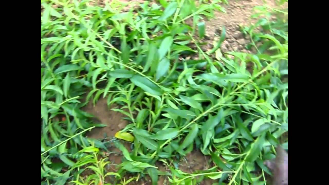 Oszibarack zoldmetszes 5. illetve 2 eves korban