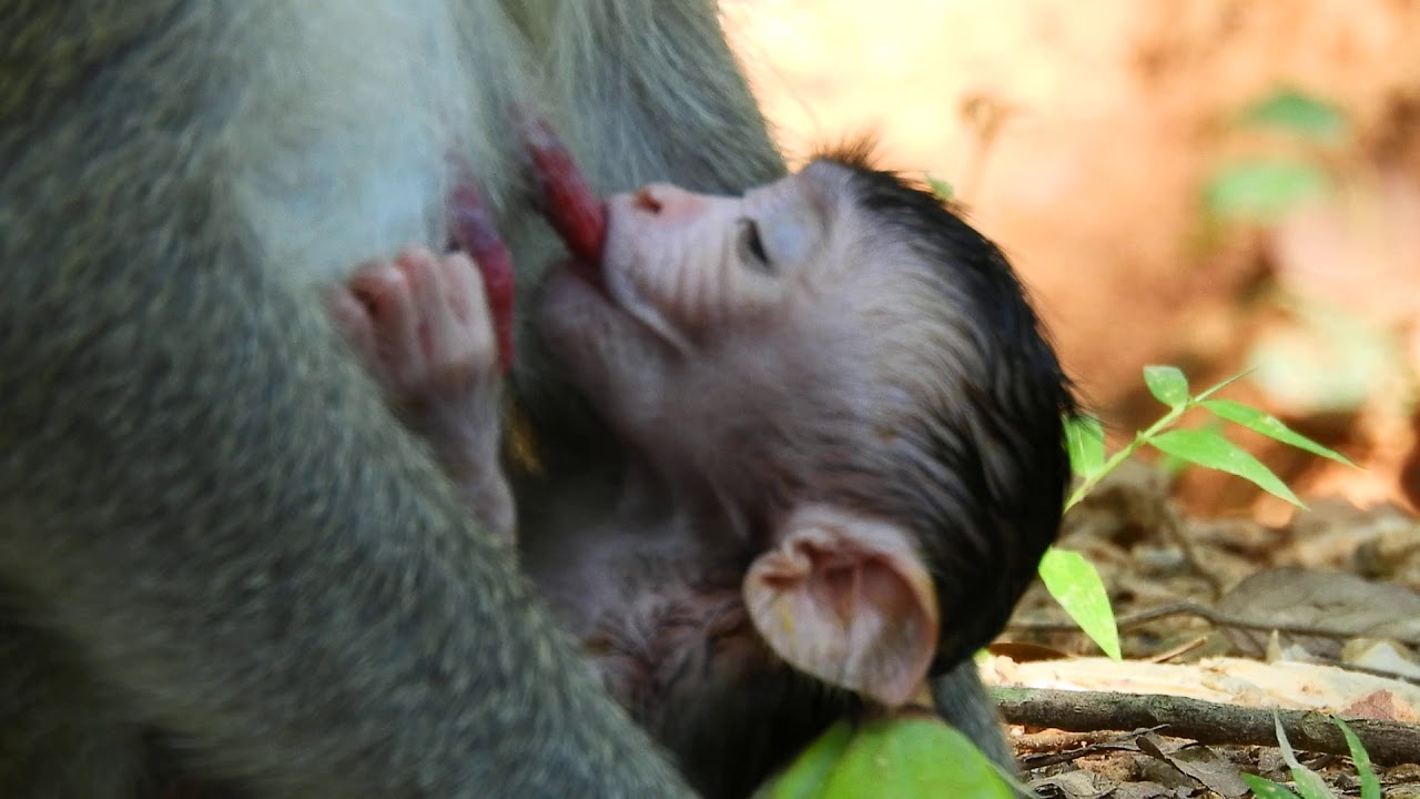 Janna is a little cute baby monkey of Jane, getting milk from mom