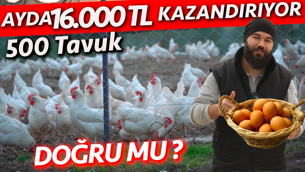 500 TAVUK AYDA KAÇ PARA KAZANDIRIR ?