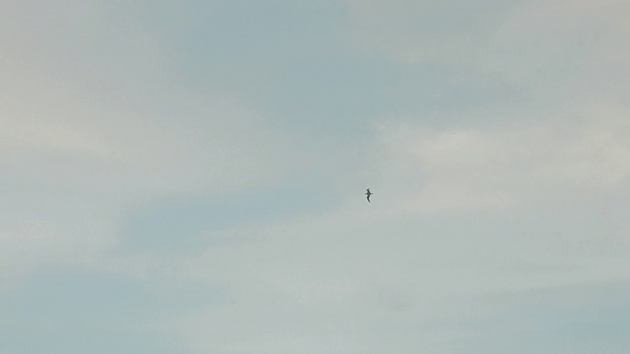 Kermadec Petrel pair- with vocalization 
