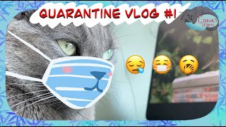 2 weeks cat quarantine in Korea Vol. 1 (International Korat Cat) by Chadol's House 144 views 3 years ago 2 minutes, 5 seconds