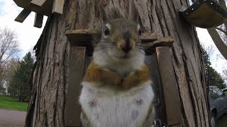 American Red Squirrel