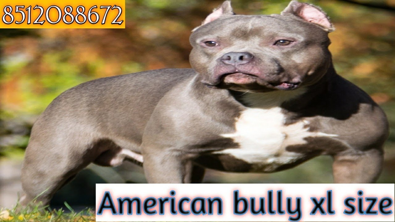 Ak pet shop American bully 8512088672 YouTube