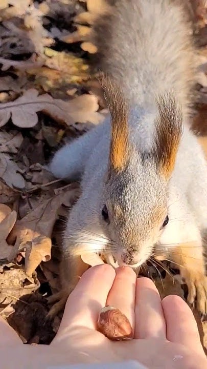 Белка ест орехи с рук Кормим белок Белки в парке Белочка кушает орешки ...