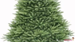Best National Tree 7 5 Foot Dunhill Fir Tree, Hinged Reviews Best National Tree 7 5 Foot Dunhill Fir Tree, Hinged Reviews