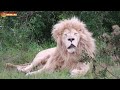 Львы вечером не то, что днем! Тайган. Lions life in Taigan.