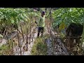 NO TOOLS?! SMART FARMERS REBUILD EGGPLANT FIELD BY HAND! - Agriculture Gardening