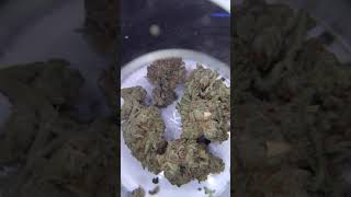 NEW STRAIN REV - 7LEAVES - ASTRO LATO (NEW DROP)