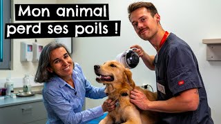 Mon animal perd ses poils !