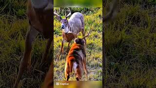 Охота на оленя в дикой природе | Настоящая охота и приключения213#охота#охотанаоленя#охотавлесу