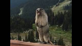 Best Vines on Twitter checks bank account  httpst cocNqPTF3SIQ