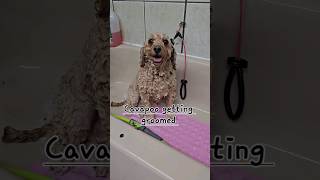 Full Poodle mix grooming in less than 60 seconds