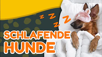 Warum hat mein Hund so viel Schlaf im Auge?