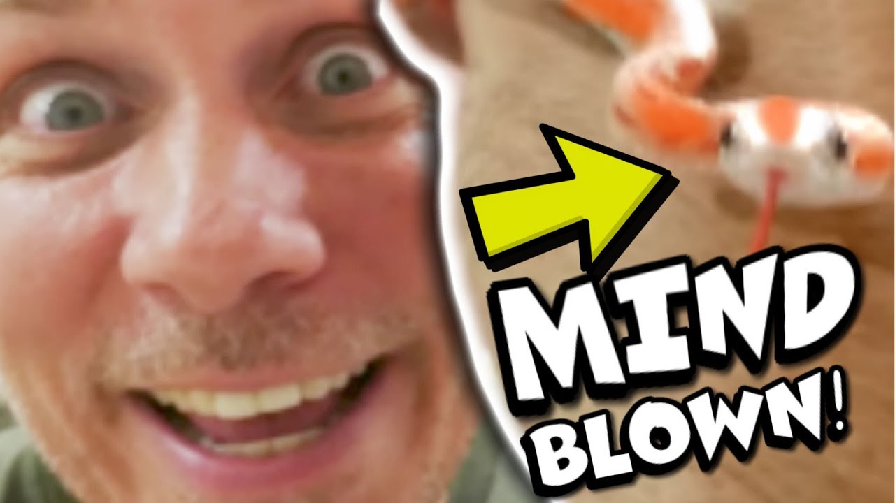 vlogs in spanish MINDBLOWING SNAKE MUTATIONS!!! | BRIAN BARCZYK
