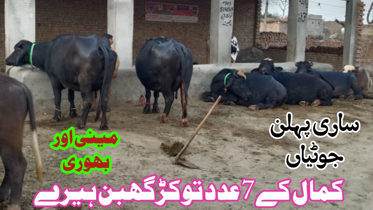 Beautiful Neeli Pure Tokar Pregnant Buffalo For Sale 03456414876 March 9, 2025