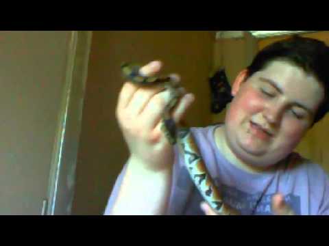 a little video of my ball python :)