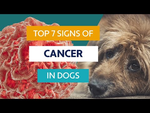 Video: Wat te doen als uw hond de diagnose kanker heeft