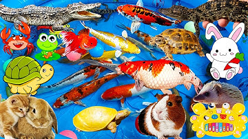 Ði Tìm Cá Sấu, Cua, Cá Koi Về Thả Bể, Bắt Thỏ Dễ Thương, Chuột, Rùa, Nhím, Lươn