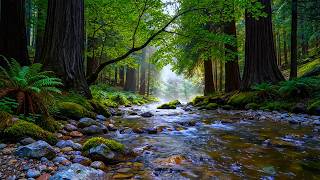 Fall Asleep Fast by Peaceful Forest River | Relaxing Stream & Birds Sounds for Deep Sleep Calm
