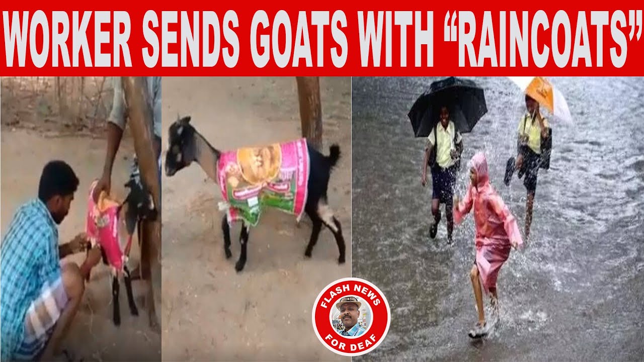 WORKER SENDS GOATS WITH "RAINCOATS" YouTube