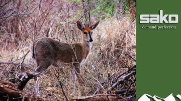 Kun je antilopen lokken?