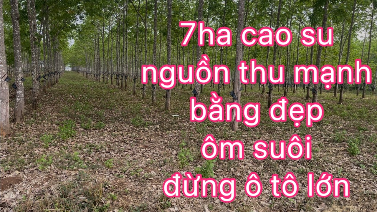 7ha cao su,￼ bằng đẹp ôm suối đường thuận xe lớn .giá rẻ ￼