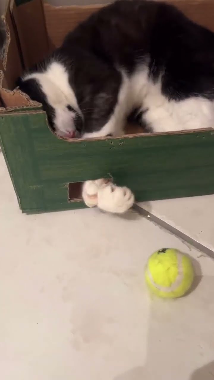 Tennis ? ? ? ? ? ? ? ? ?