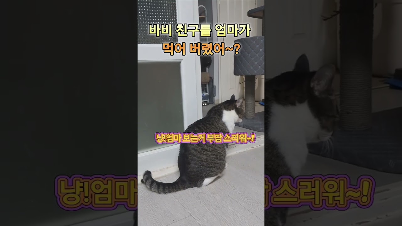 바비는 영리한 고양이(?)