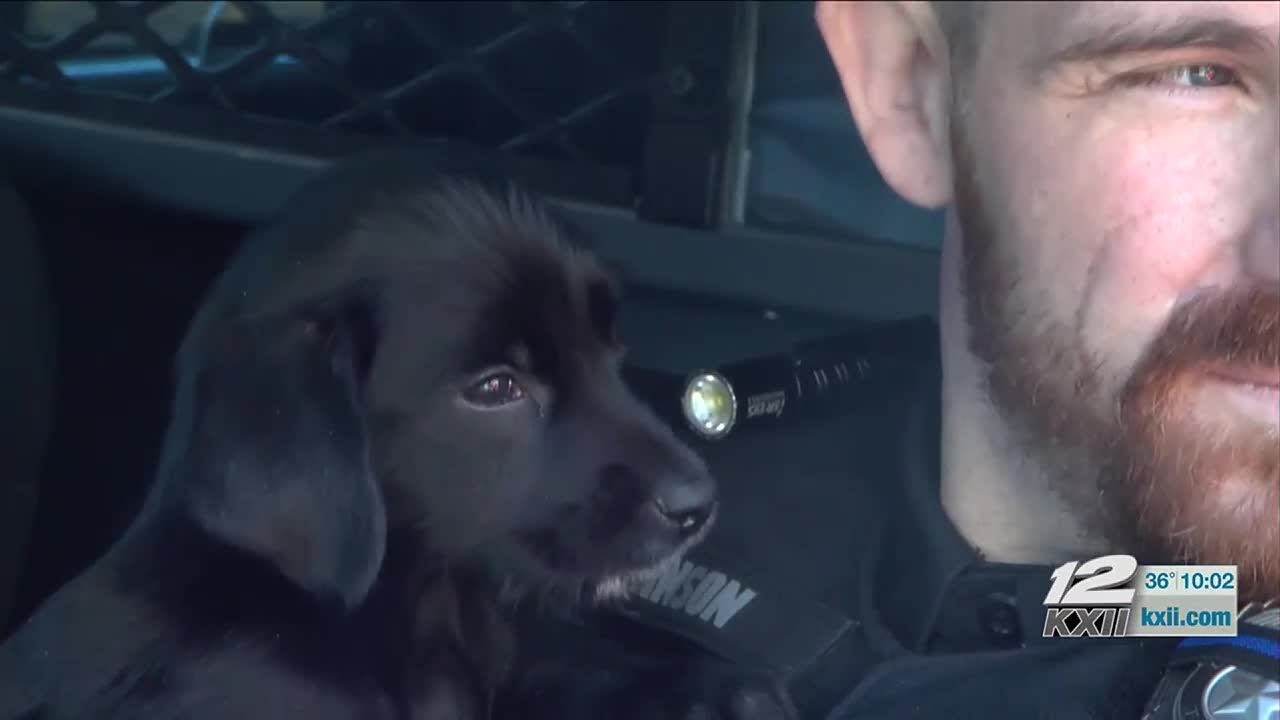 Denison police officer saves puppy thrown from moving car - YouTube