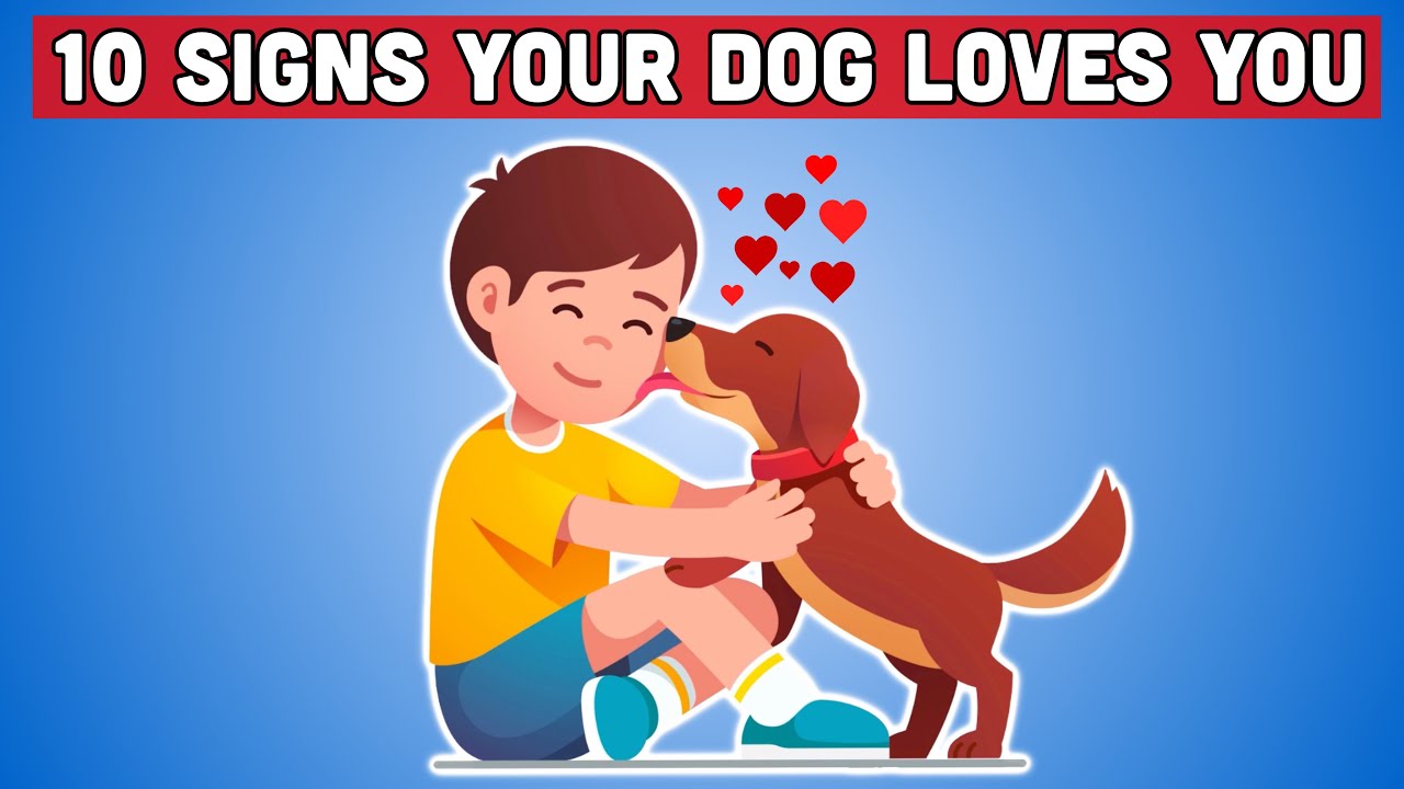 10 SIGNS YOUR DOG LOVES YOU - YouTube