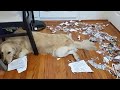 Who Did That?! | Guilty Dogs Video Compilation 2020