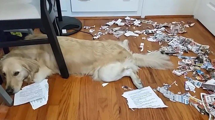 Ultimate Guilty Dogs Video Compilation | The Pet Collective - DayDayNews