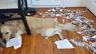 Ultimate Guilty Dogs Video Compilation | The Pet Collective Resimi