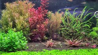 So Excited My Plants Are Pearlingone Month Using Onf Flat One