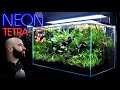 Building the perfect neon tetra jungle aquarium w biotopia