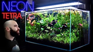 Building The Perfect Neon Tetra Jungle Aquarium W 
